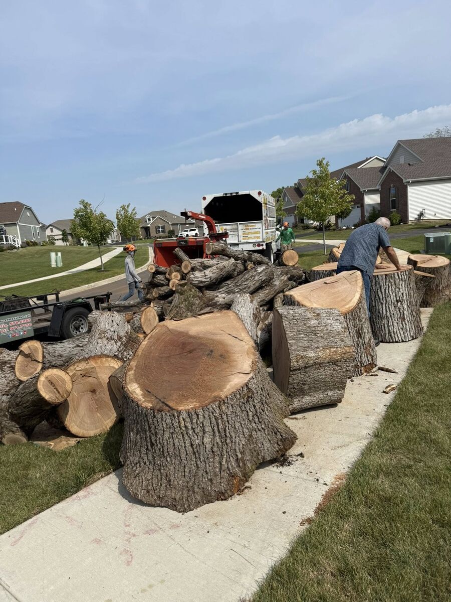 Crew sectioning large tree trunks with wood chipper on site