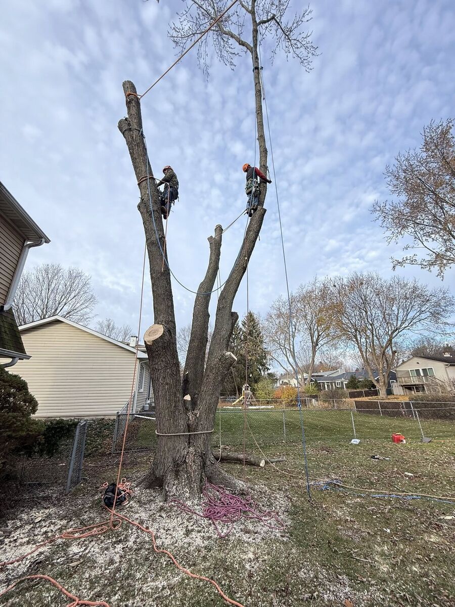 Two arborists performing rigging and removal of multi-trunk tree near house