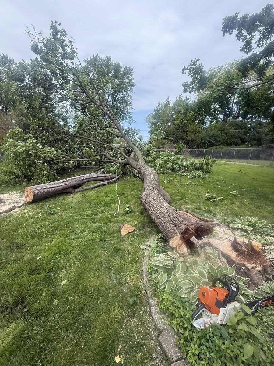Fallen tree removal with chainsaw - storm damage cleanup by Neighbor Tree Service